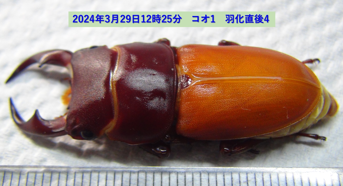 コクワガタ♂×オオクワガタ♀の幼虫_コオ1_羽化直後4 アングル2_2024年3月29日12時25分